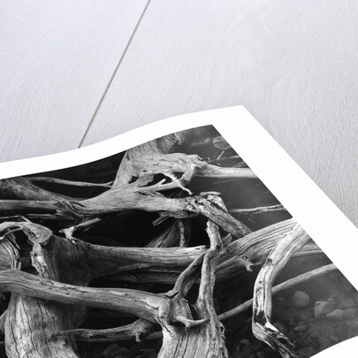Dead Tree Roots by Anonymous