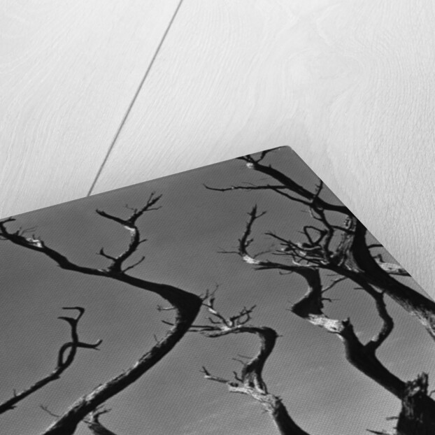 Twisting Tree Branches by Anonymous