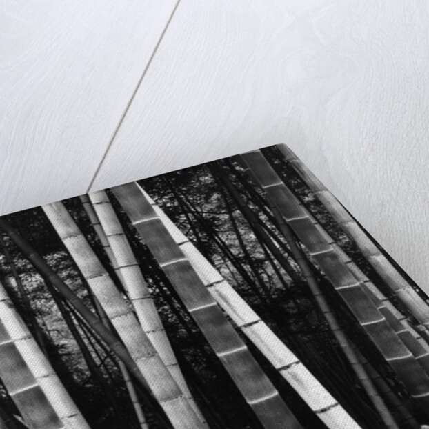 Bamboo Forest by Brett Weston