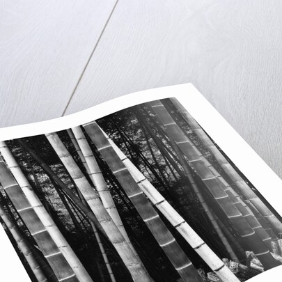 Bamboo Forest by Brett Weston