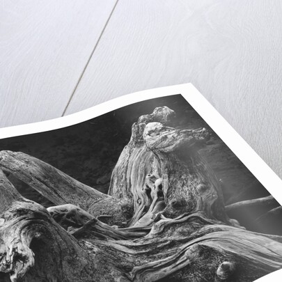 Driftwood Stump by Brett Weston