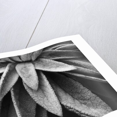 Desert Plant by Anonymous