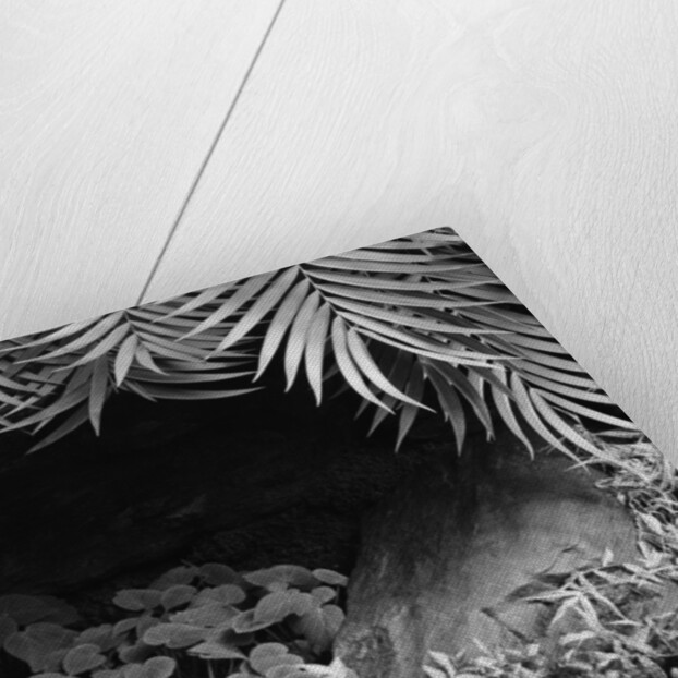 Palm Fronds Hanging Above Ground Cover by Anonymous