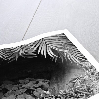 Palm Fronds Hanging Above Ground Cover by Anonymous