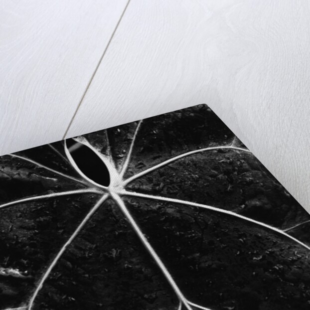 Veins of a Leaf by Anonymous