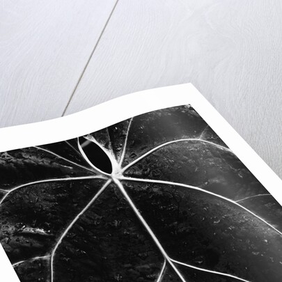 Veins of a Leaf by Anonymous