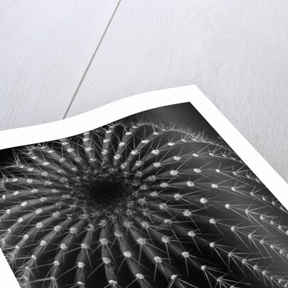 Cactus by Brett Weston