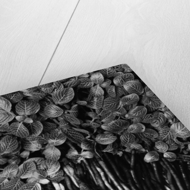 Variegated Leafed Plants by Anonymous