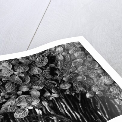 Variegated Leafed Plants by Anonymous