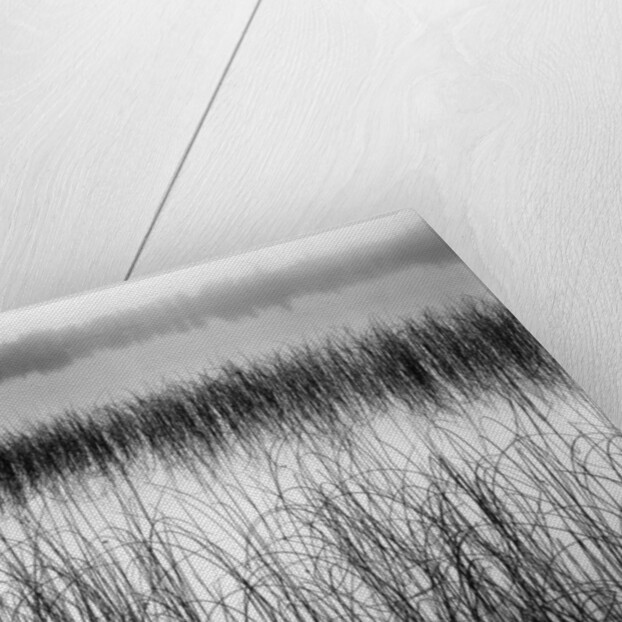 Reeds in Pond with Fog on Horizon by Anonymous