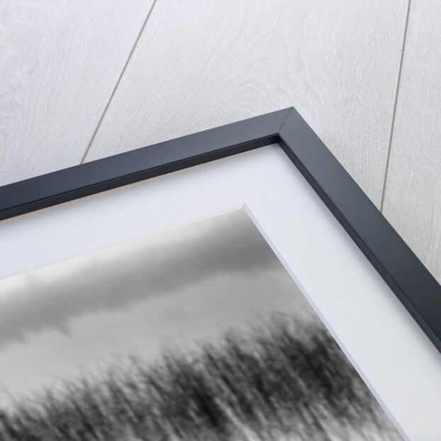 Reeds in Pond with Fog on Horizon by Anonymous