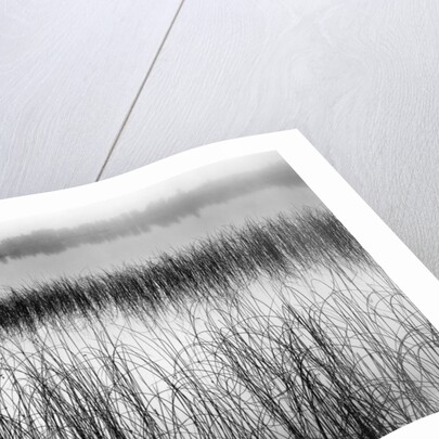 Reeds in Pond with Fog on Horizon by Anonymous