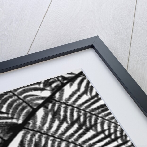 Fern Leaf Silhouette by Anonymous