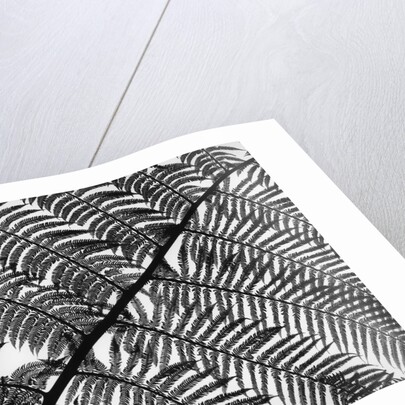 Fern Leaf Silhouette by Anonymous