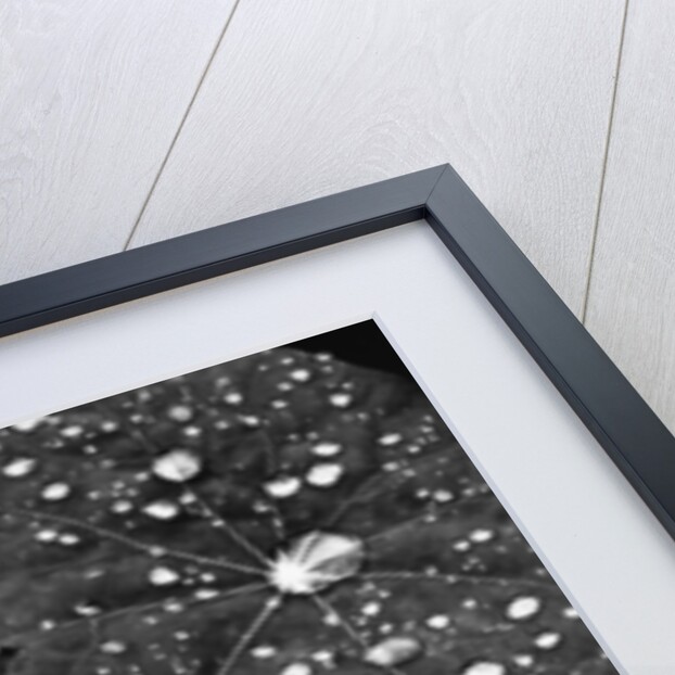 Water Droplets on Nasturtium Leaves by Anonymous
