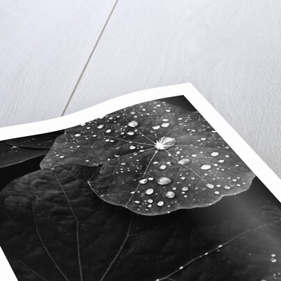 Water Droplets on Nasturtium Leaves by Anonymous