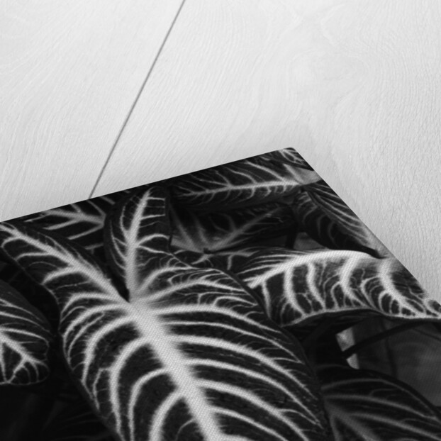 Leaves by Brett Weston