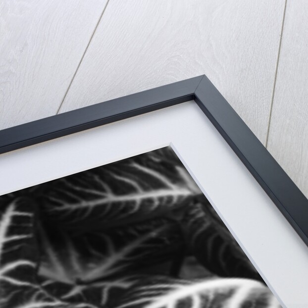 Leaves by Brett Weston