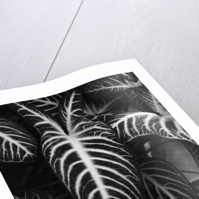 Leaves by Brett Weston