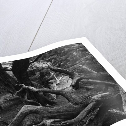 Trees and Logs at Point Lobos by Anonymous