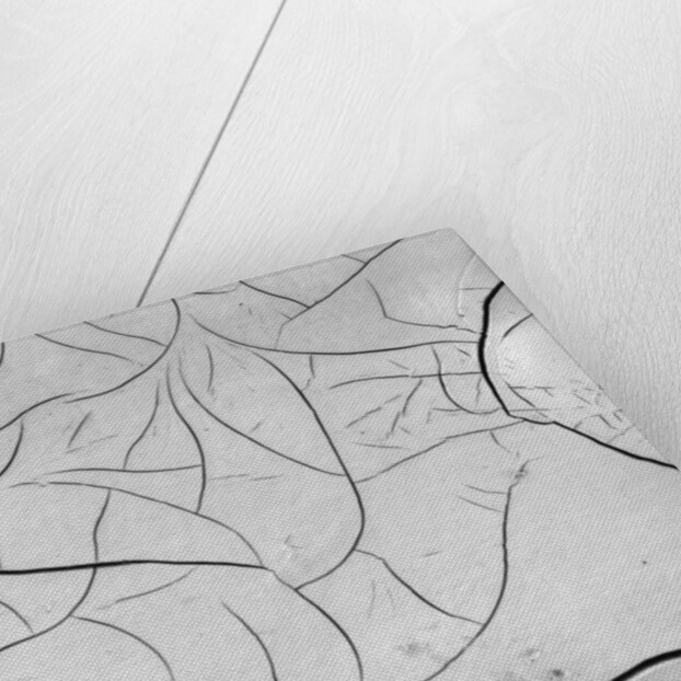 Cracks in Dry Mud, California, 1955 by Anonymous