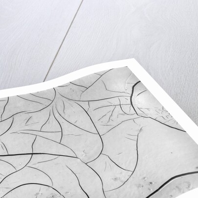Cracks in Dry Mud, California, 1955 by Anonymous