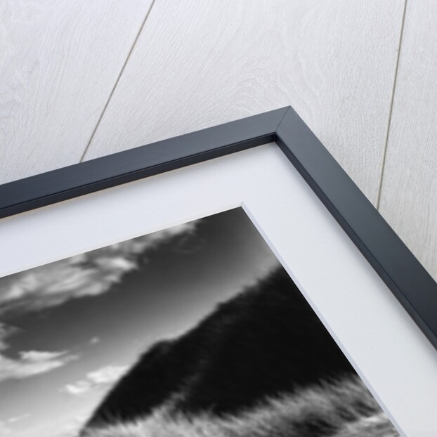 Dunes and Grasses, Oceano, 1957 by Anonymous