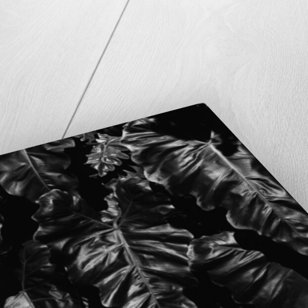 Leaves by Anonymous