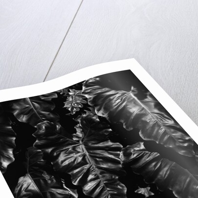 Leaves by Anonymous