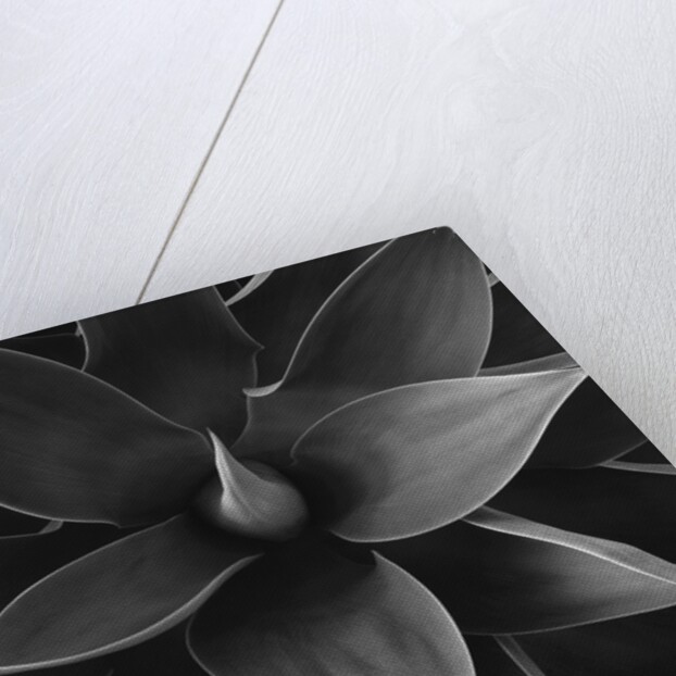 Close View of a Desert Plant by Anonymous