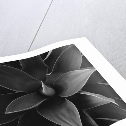 Close View of a Desert Plant by Anonymous