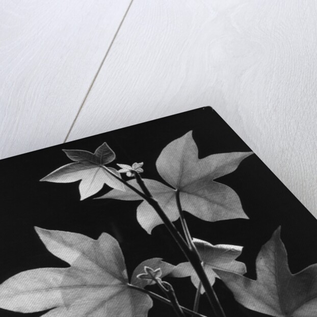 Leaves by Brett Weston