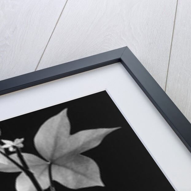 Leaves by Brett Weston