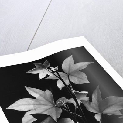 Leaves by Brett Weston