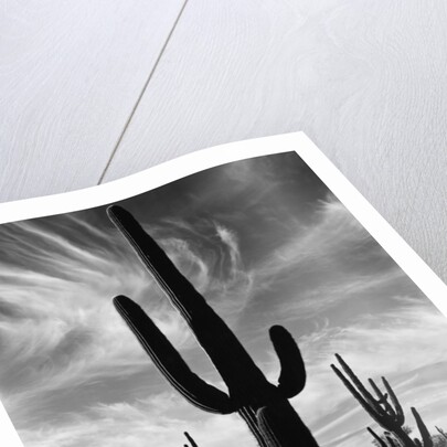 Saguaros, Arizona by Brett Weston