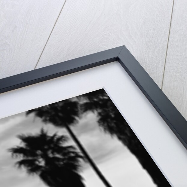Palm Trees in Silhouette, California, 1958 by Anonymous