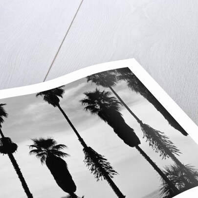 Palm Trees in Silhouette, California, 1958 by Anonymous