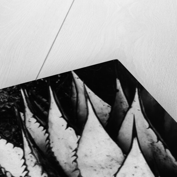 Agave Leaves by Brett Weston