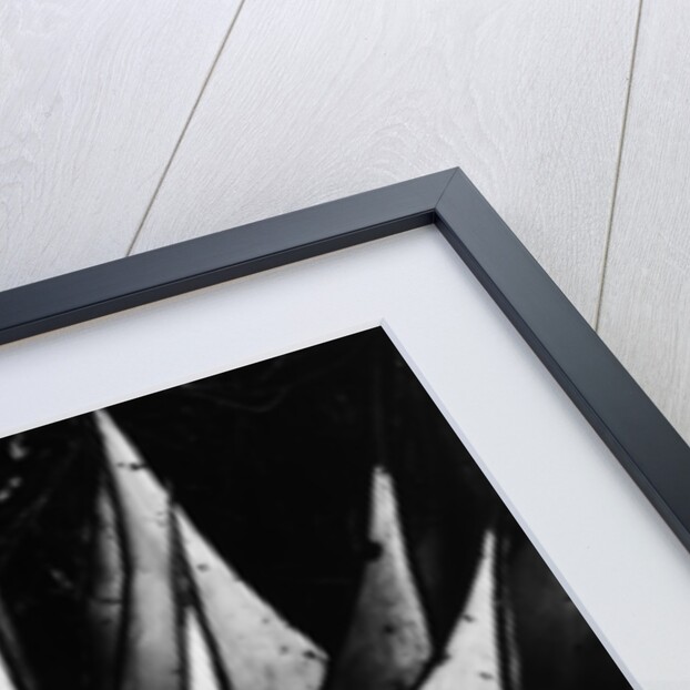 Agave Leaves by Brett Weston