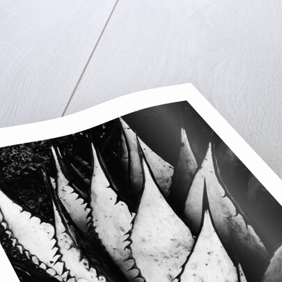 Agave Leaves by Brett Weston