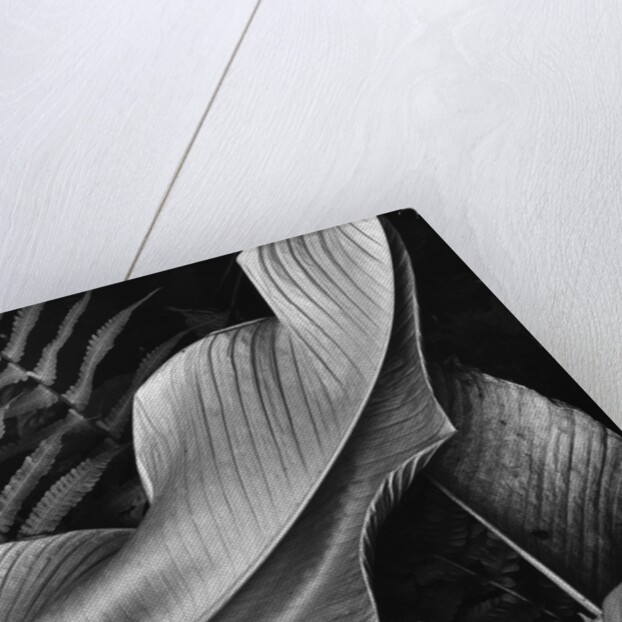 Leaf, 1979 by Anonymous