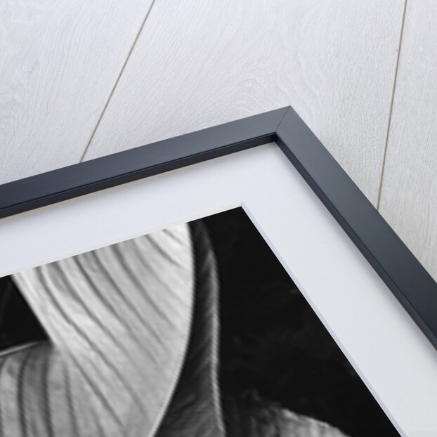 Leaf, 1979 by Anonymous