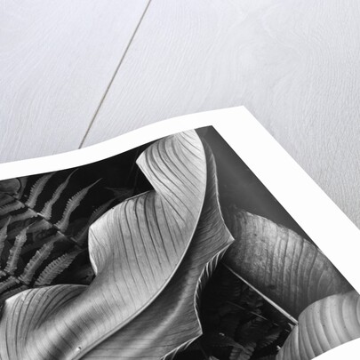 Leaf, 1979 by Anonymous