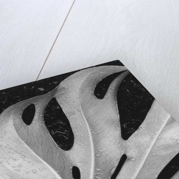 Leaf, Hilo, 1979 by Anonymous