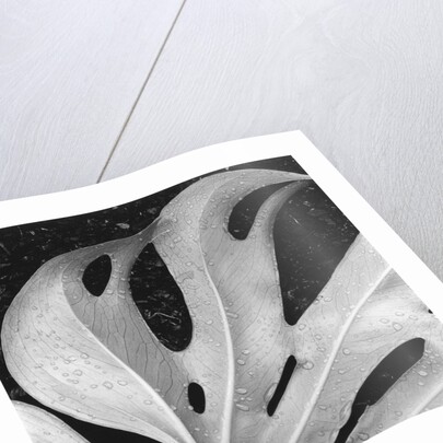 Leaf, Hilo, 1979 by Anonymous