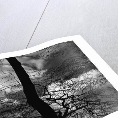 Tree Silhouette by Anonymous