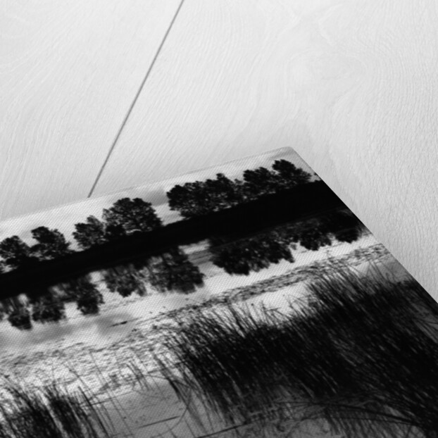Reeds and Trees, France, 1960 by Anonymous