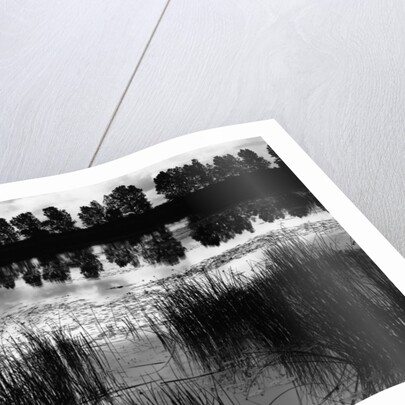 Reeds and Trees, France, 1960 by Anonymous