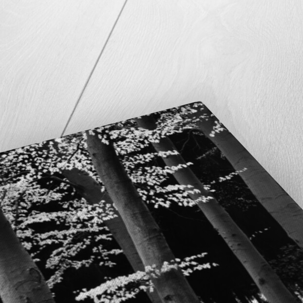 Beach Forest, Netherlands, 1971 by Anonymous