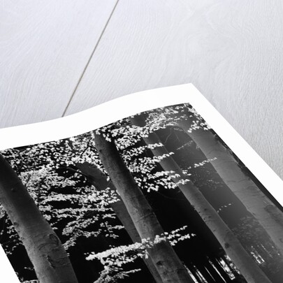Beach Forest, Netherlands, 1971 by Anonymous